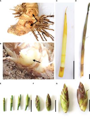 Comparative phylogenomic analyses and co-expression gene network reveal insights in flowering time and aborted meiosis in woody bamboo, Bambusa oldhamii ‘Xia Zao’ ZSX